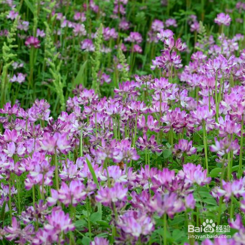 解决紫云英黄叶的妙招有哪些？