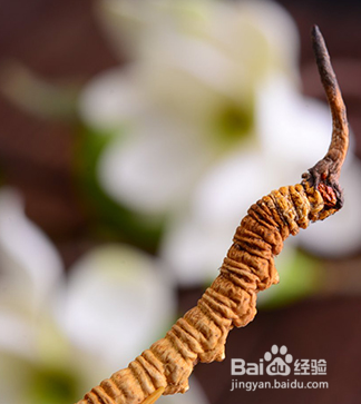 茅台冬虫夏草酒多少钱