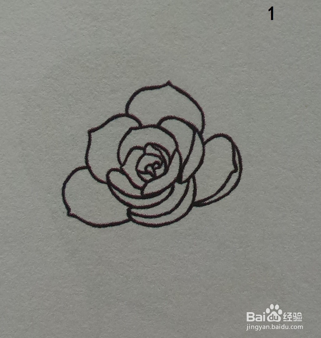 利用黄绿色画山地玫瑰的简笔画