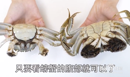 如何挑选大闸蟹才是最新鲜的？