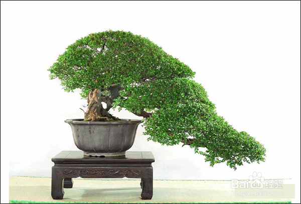 雀梅盆景怎么种（雀梅盆景种植技术）[图]