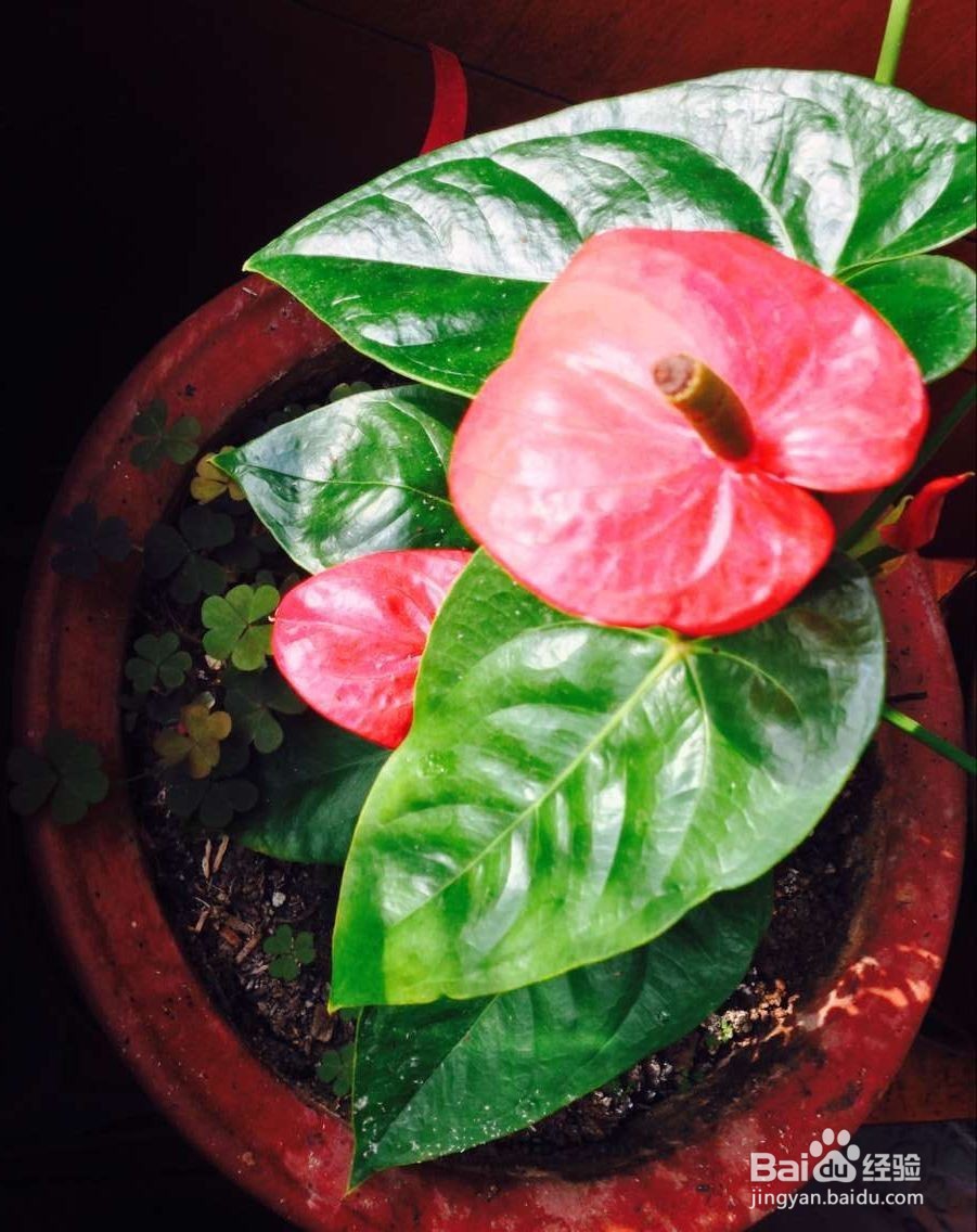 冬季家里适合养什么植物