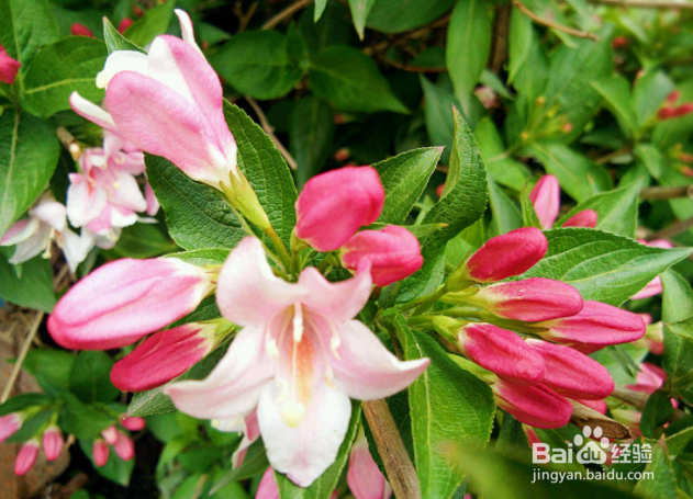 五彩锦带的养殖方法和注意事项