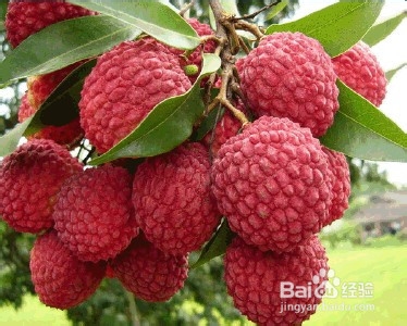 荔枝的保鲜方法