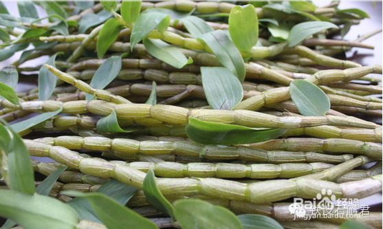 铁皮石斛种植方法