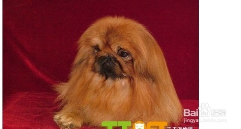 教会京巴犬学会装死的方法