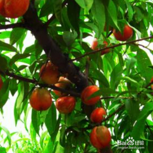 桃树秋天开花是什么原因