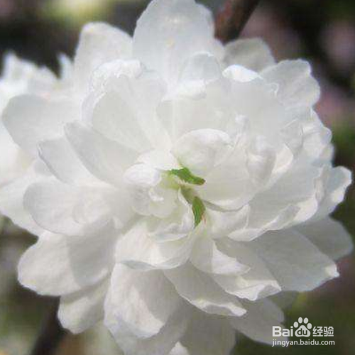 麦李的培育方法和注意事项