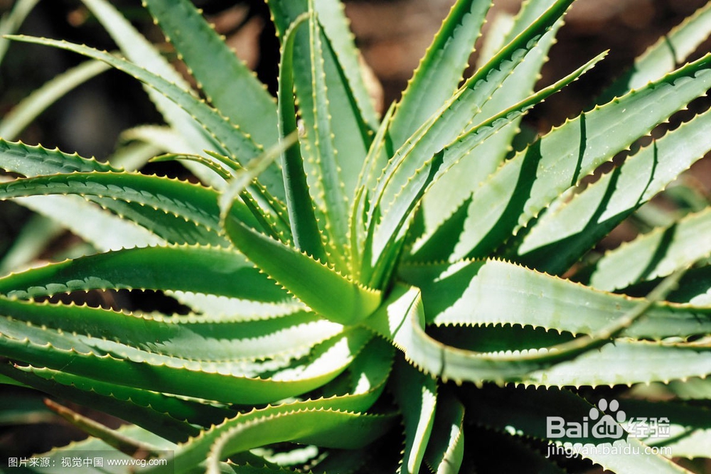 有哪些厉害的去甲醛植物呢???