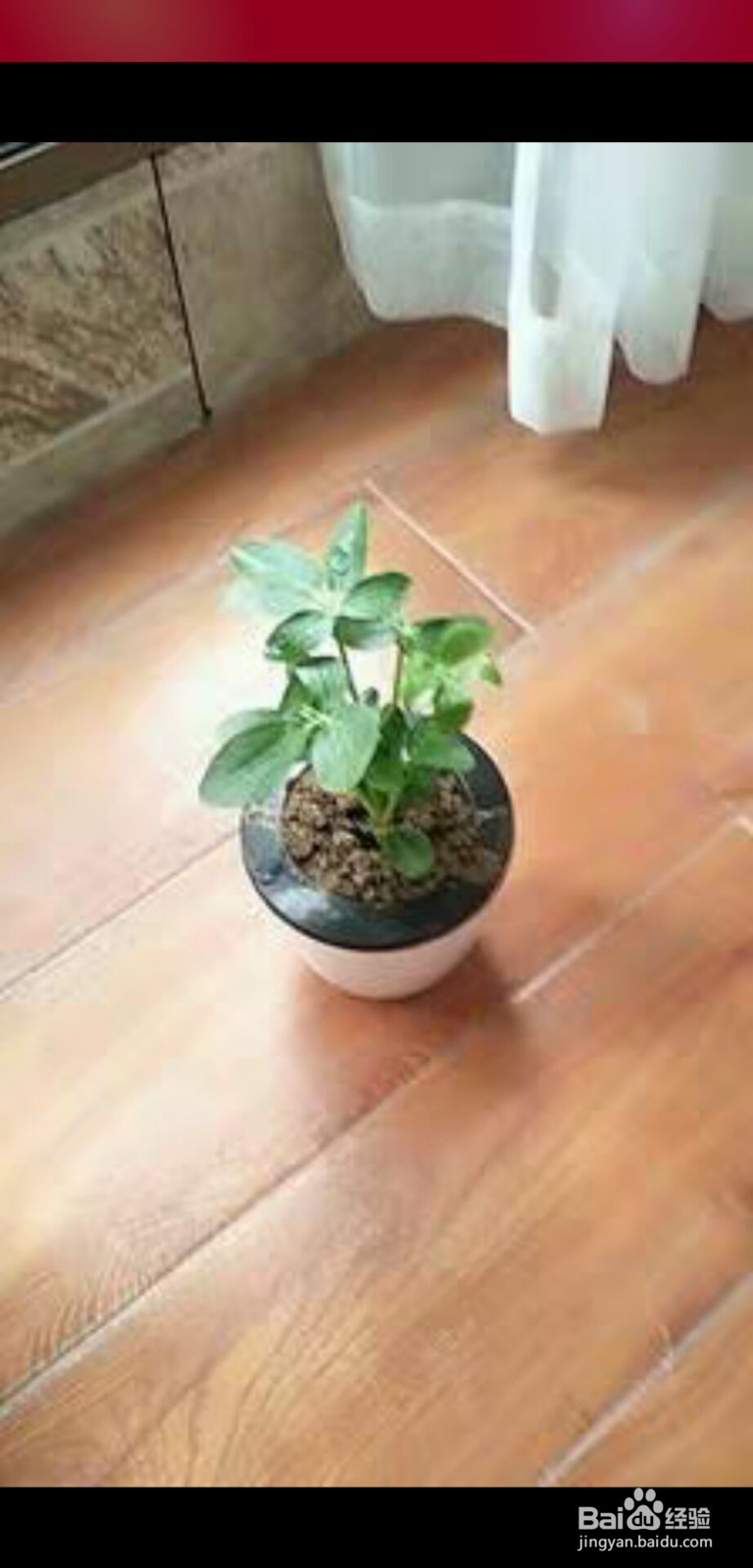 吊兰的养殖方法和注意事项