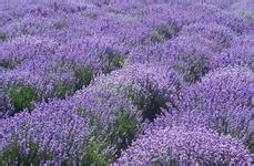 如何去除剖腹产疤痕