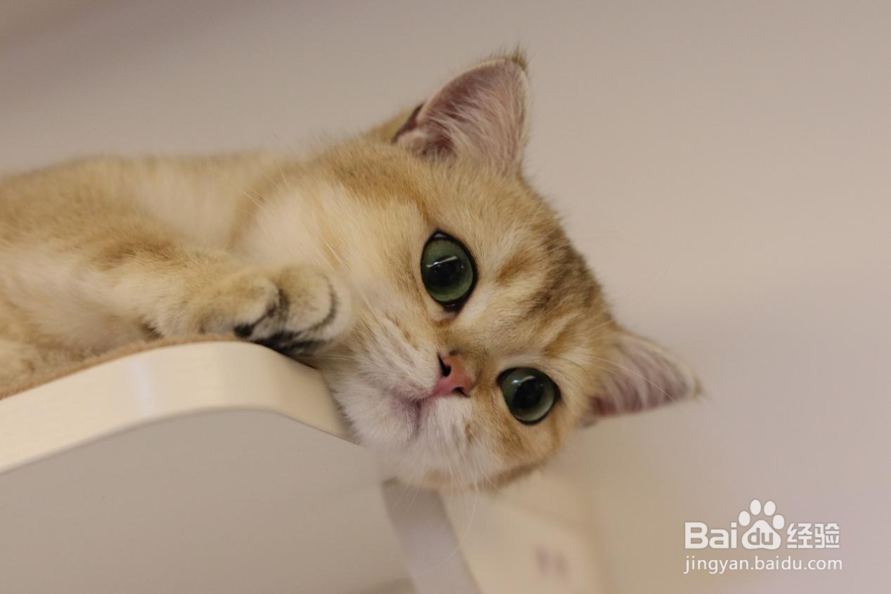 猫咪美毛适合吃鱼油还是猫卵磷脂？