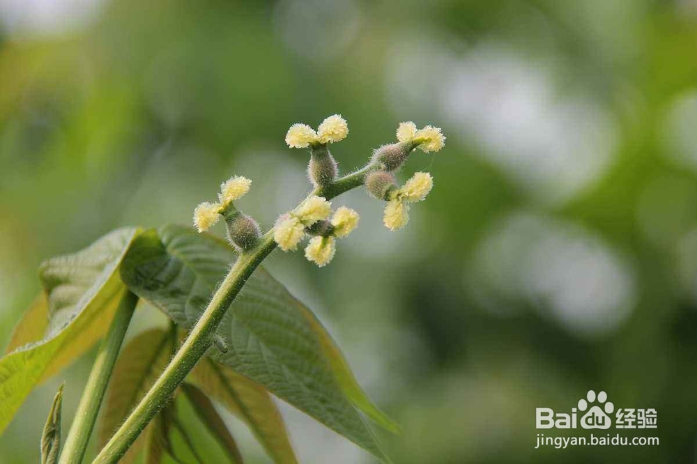 氨基酸有机肥对植物生长的益处