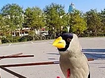 梧桐鸟公母怎么分辨
