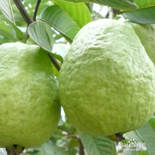 番石榴果的培育方法和注意事项