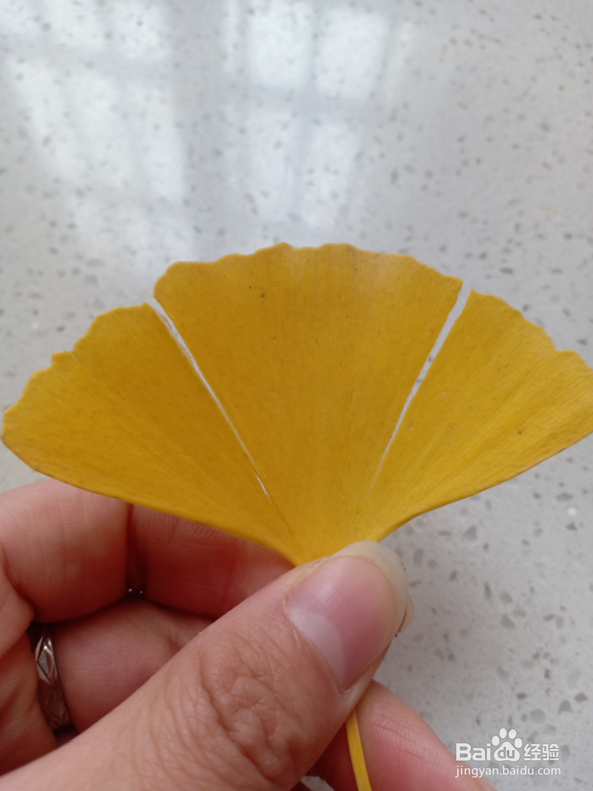 用落叶做成的手工作品教程