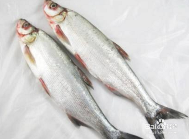 怎样才能钓获更多更大的翘嘴红鲌？