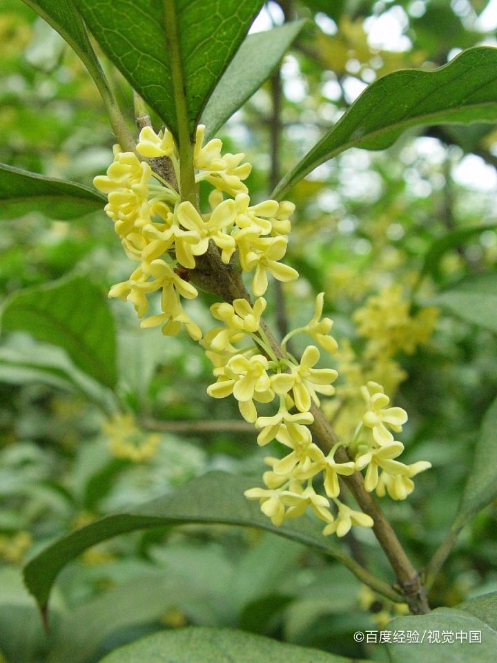 桂花泡水喝的好处