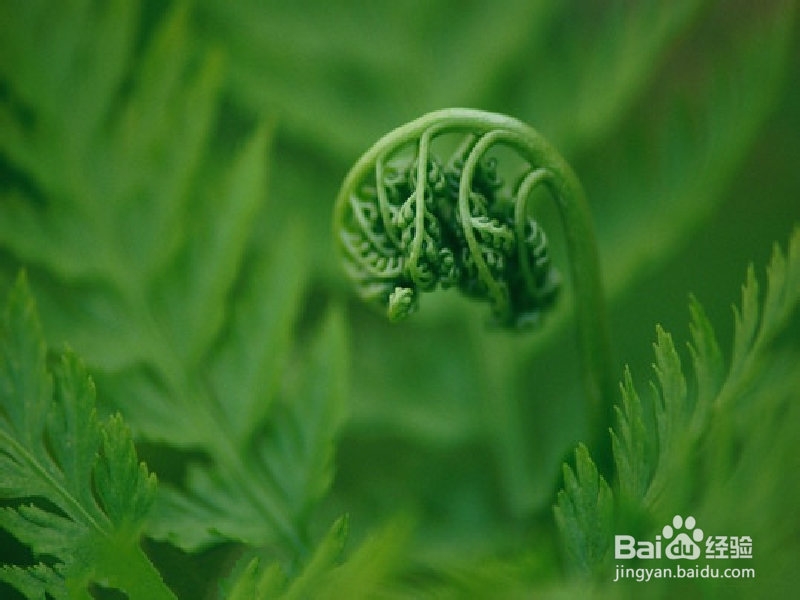 办公场所推荐植物之赏叶植物