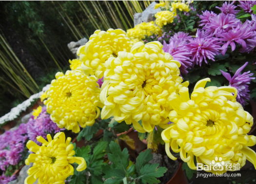 菊花的养殖方法
