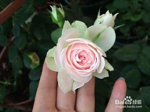 月季花怎么养才能开花更多花期更长 百度经验 月季花怎么养才能开花更多花期更长 百度经验