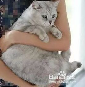 为什么有的猫咪不喜欢被人抱？