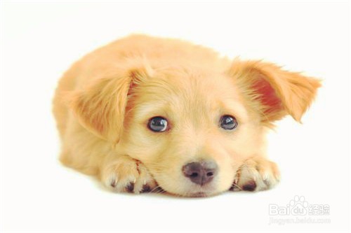 如何才能避免被狗咬伤