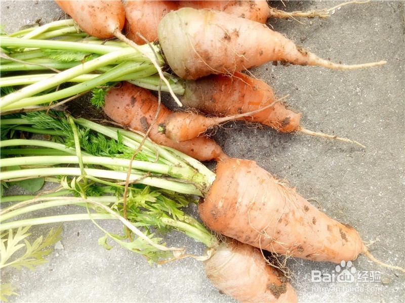 萝卜淮山煲猪骨汤