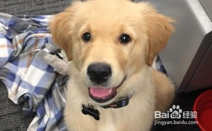 怎么推迟狗狗早上拉屎时间