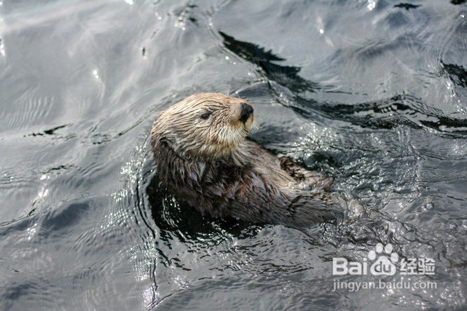 温哥华水族馆:水中舞动的精灵们
