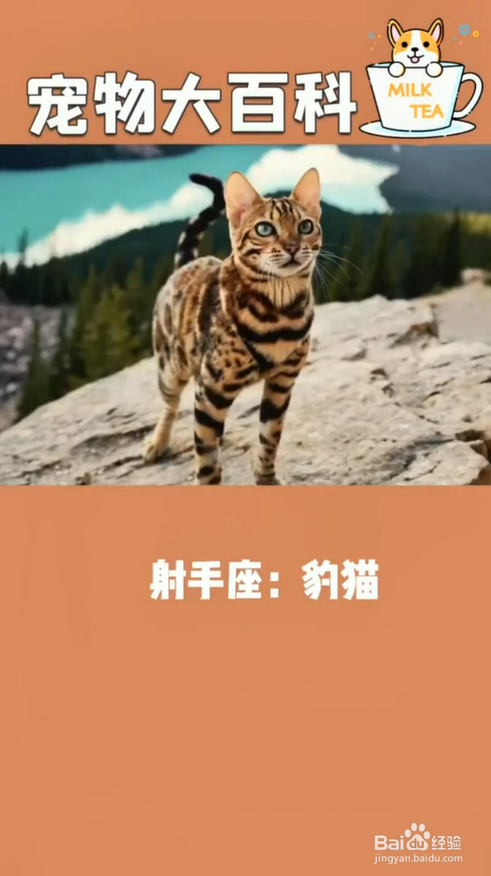 什么样的猫咪适合什么样星座的人养呢?
