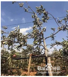 苹果树叶子发黄怎么治