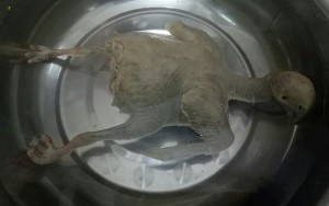 山药芡实老鸽汤的做法