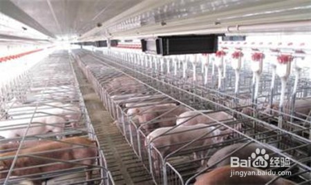 如何确定猪舍最佳环境？