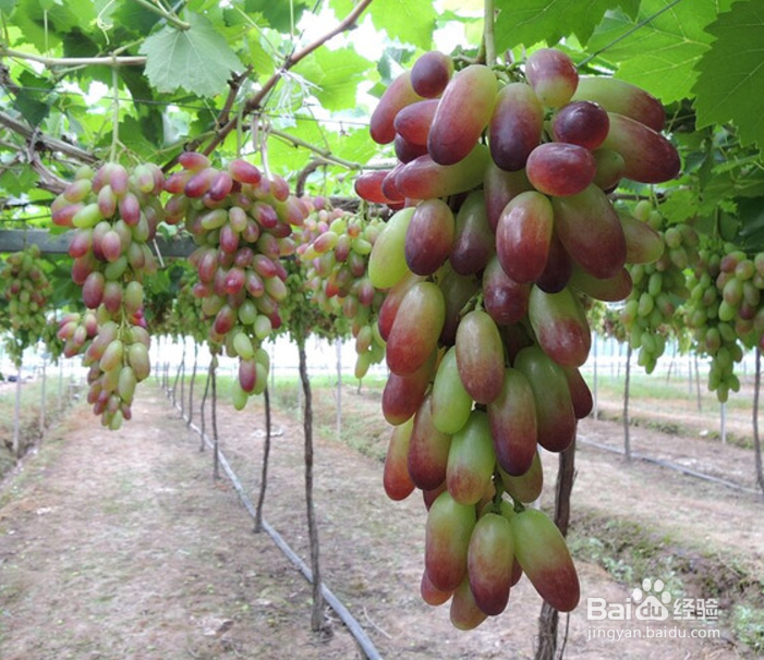 如何种出精品葡萄