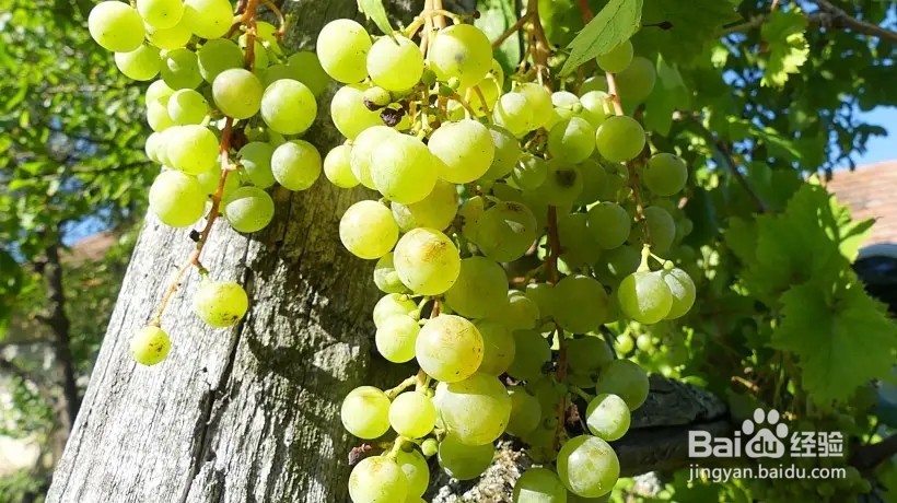 蚂蚁新村:猜一猜葡萄测糖师主要是测什么