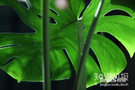 真实的谎言:龟背竹真的有毒吗,不能在家养吗?