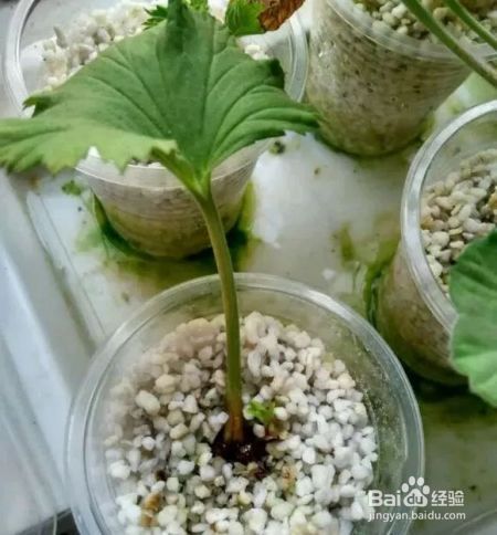 这花千万别花钱买，一片叶子能养十几盆，朋友看了都抢着要！