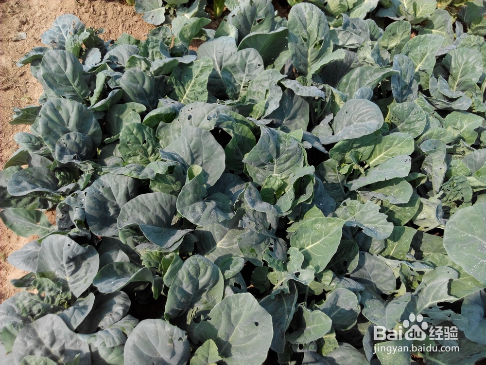 周末去哪里——带孩子去田间走走