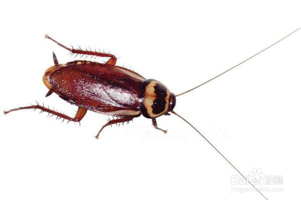 蟑螂是怎么来的