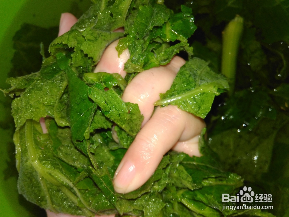 素炒南瓜苗的家常做法