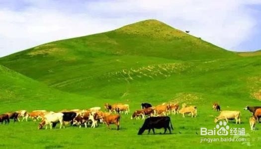 贵州乌蒙大草原旅游攻略