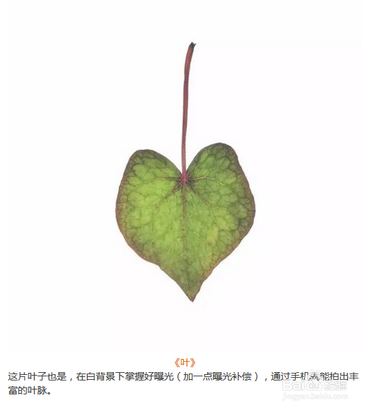 手机摄影微距技能 经验