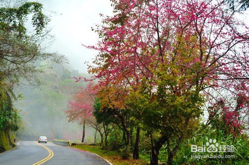 樱花盆景的养护方法和注意事项