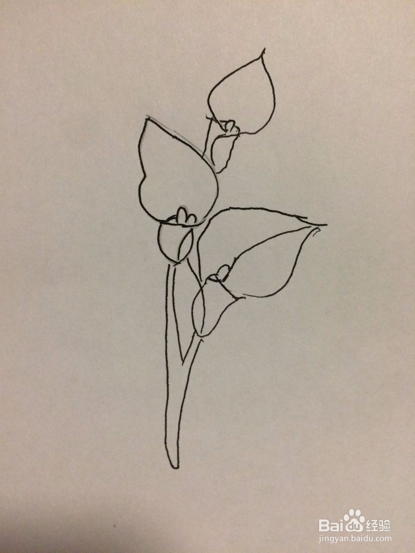 马蹄莲的简笔画法