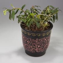 盆栽花卉的技巧，你知道多少？