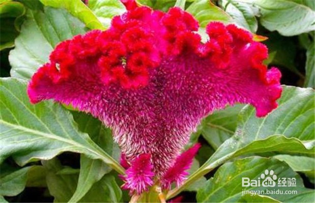 鸡冠花的养殖方法