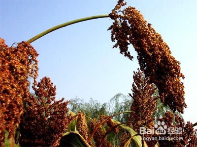 高粱怎么形容