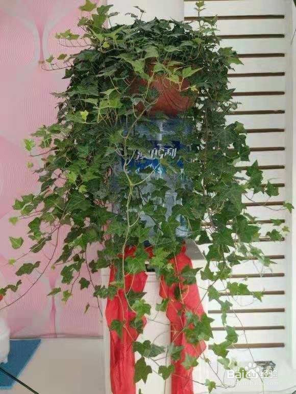 3种花，卧室客厅养1盆，甲醛少了，睡觉也香了！