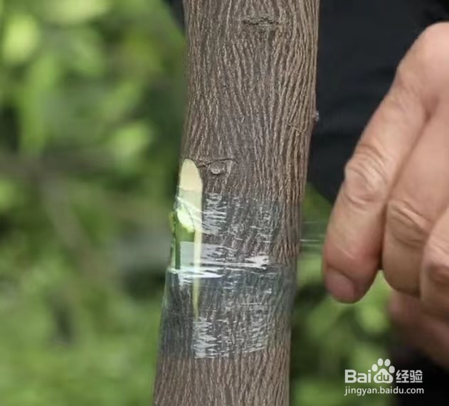 柚子树怎么嫁接